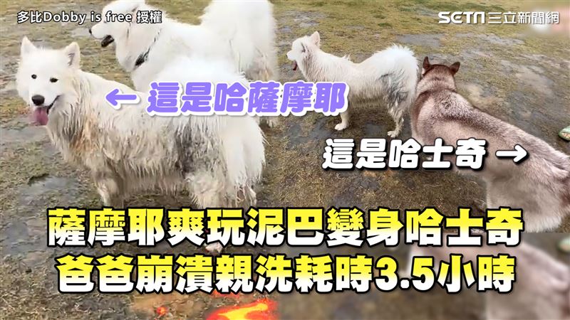 薩摩耶爽玩變哈士奇　爸爸崩潰洗3.5小時
