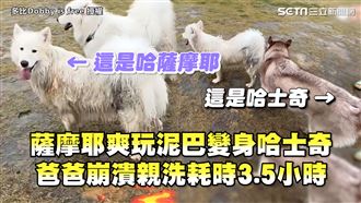 薩摩耶爽玩變哈士奇　爸爸崩潰洗3.5小時