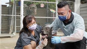 浪浪們有醫靠　寵物電商前進狗園義診助糧