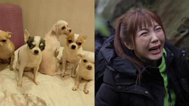 劉樂妍驚爆將愛犬遺體放冰箱　認了沒時間