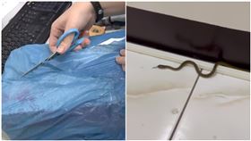 「買衣服送晚餐？」一拆網購包裹嚇傻　竄出活生生黑蛇　爆料公社