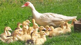 鴨子。（圖／翻攝自pexels）