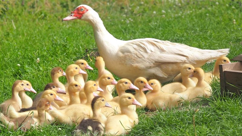 確診H5N2！雲林古坑3千隻肉鴨遭撲殺