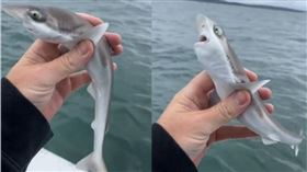 Baby Shark鯊魚寶寶 圖／翻攝自三由芊米抖音