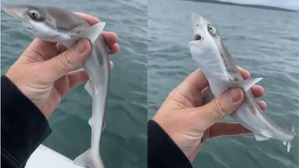 真正的Baby Shark！海釣捕獲超萌鯊魚寶寶