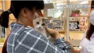 獨／英短漸層貓超夯　假貓舍網路兜售詐騙