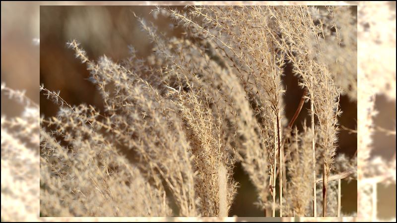 秋季賞芒熱點公開！一起探訪夢幻限定美景