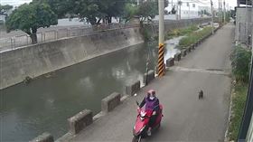 惡意棄狗，烏日溪南路，黑貴賓，狂追500公尺，太累放棄，監視器(圖／翻攝畫面)