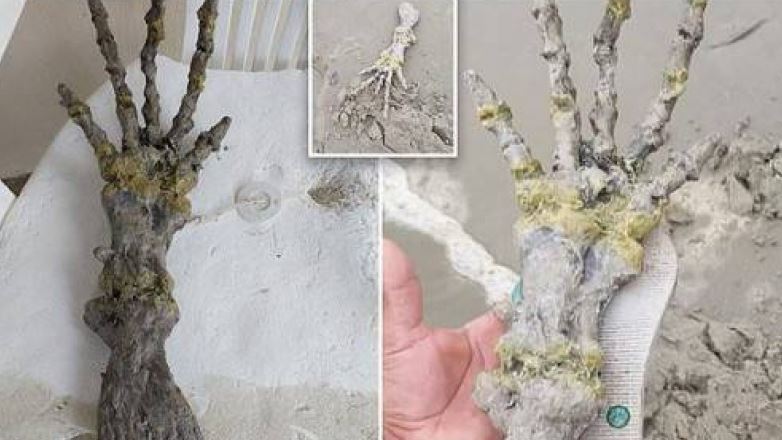 夫妻散步見外星人怪手！生物學家這樣說