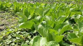 蔬菜,蔬果,纖維,農藥,青菜（圖／記者楊晴雯攝）