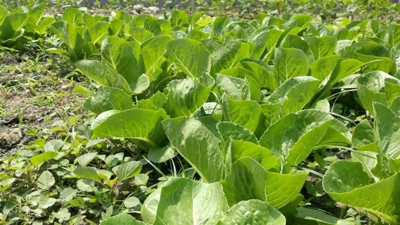 蔬果「這部位」最毒　8大洗菜方法去農藥