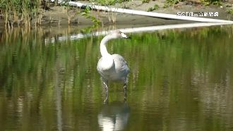 攝影玩家聚集！為睹「芬蘭國鳥」黃嘴天鵝