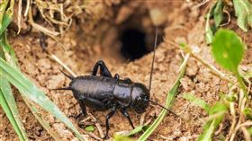 日本高中營養午餐把蟋蟀入菜，讓學生吃進昆蟲的高營養價值。（圖／翻攝自pixabay）