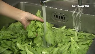 火鍋必備　茼蒿農藥殘留率一度高達近3成