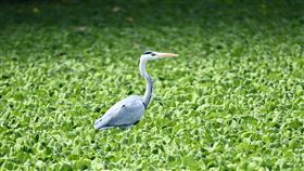 台東太平溪溼地喜迎冬候鳥台東縣太平溪人工溼地水域隨著季節變化，生態豐富，近期冬季鳥類開始現身，包括蒼鷺（圖）等冬候鳥數量不斷增加，成為民眾的賞鳥秘境。（台東縣政府提供）中央社記者李先鳳傳真  111年11月30日