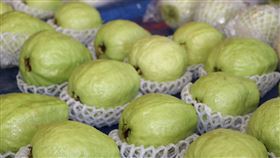 芭樂,番石榴,農委會,農糧署