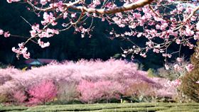 武陵農場櫻花美景吸睛武陵農場內櫻花繽紛的美景，吸引許多民眾上山賞櫻，2023年櫻花季訂房1日上午開放，1分鐘隨即全部秒殺。（武陵農場提供）中央社記者趙麗妍傳真  111年11月1日