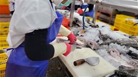 石斑魚,漁業署,產能,午餐(漁業署 提供)