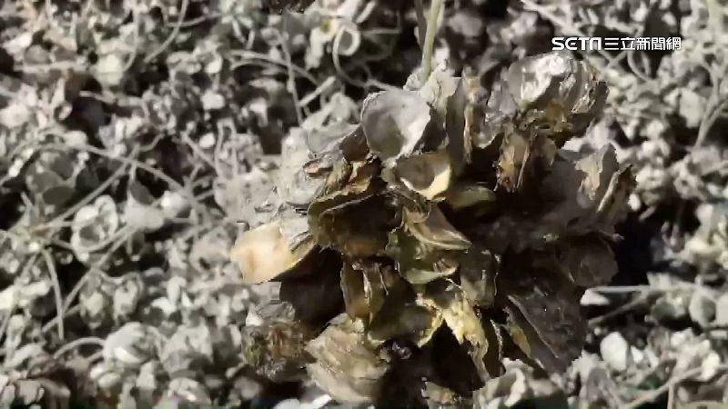 東石牡蠣大量暴斃收嘸3成　可能原因曝光