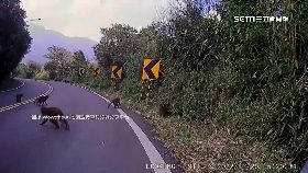 文 過彎猴擋路0800