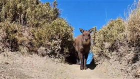 奇萊山，奇萊主峰，步道，長鬃山羊，超萌，山友，（圖／莊國賓提供）