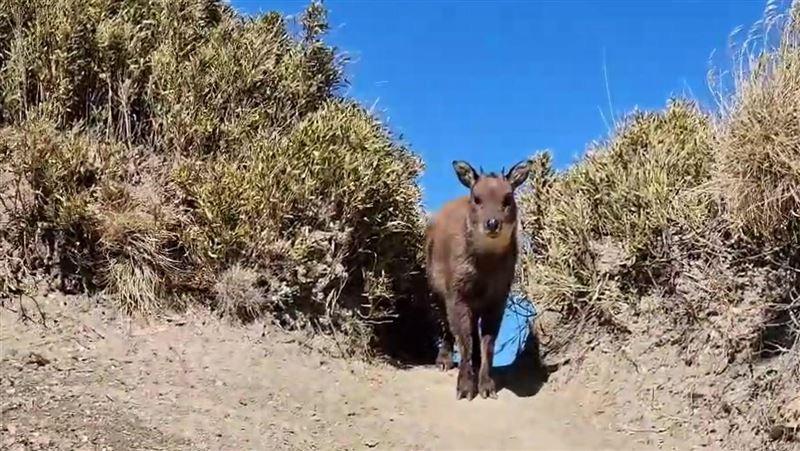 朝聖奇萊山神獸！遇長鬃山羊「萌眼」對望