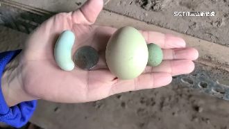 雞界「藍寶堅尼」產迷你蛋！形狀像冬瓜