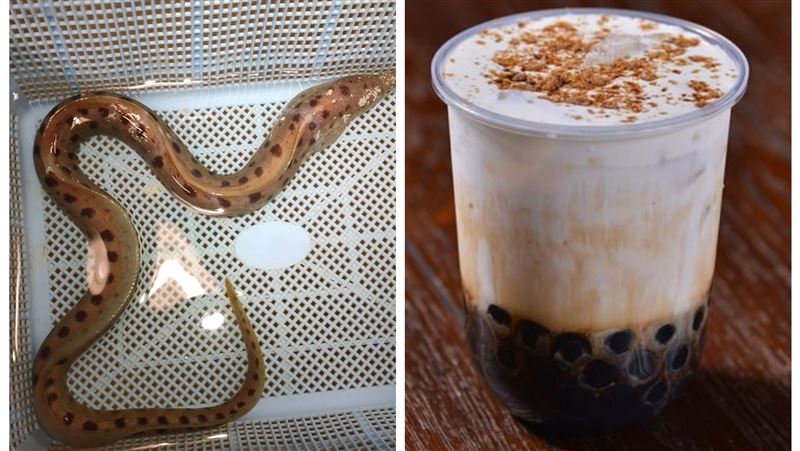 台灣之光！日本新品種命名「珍珠奶茶鰻」
