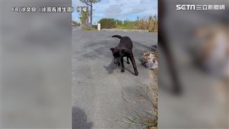 黑狗遭車撞骨折　見好心人聰明忍痛身求救