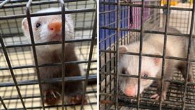 苗栗縣動保所公告開放雪貂認領養。（圖／翻攝苗栗動保所臉書）