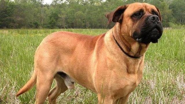 電力公司員工抄電表　3惡犬撲上前咬死他