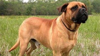 家裡獒犬遇棕熊來襲　監視器1幕主人看傻