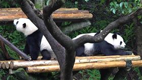 圖／動物園提供,圓寶