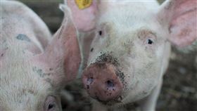 豬，翻攝自pexels