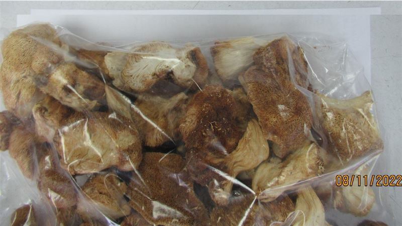 猴頭菇能刺激「神經生長因子」的合成，能增進認知功能、改善情緒、護腸道。(圖／資料照)