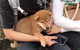 怕愛犬太冷開電暖爐　飼主出門後…失火了(圖/翻攝畫面)