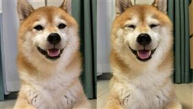 《難破MG5》飾演難破家犬「難破松」的柴犬。（圖／翻攝自豆三郎IG）