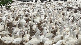 H5N1亞型高病原性家禽流行性感冒,高雄市路竹區,撲殺