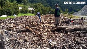 南投林管處與雲林縣政府開放海岸線漂流木撿拾。（圖／南投林管處提供）