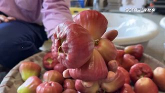 蓮霧提早收成！台北拍賣價「1公斤4百元」