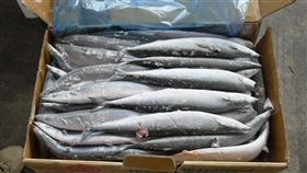 秋刀魚(行政院農業委員會漁業署提供)