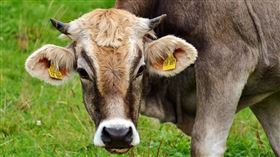 ▲牛。（示意圖／翻攝自pixabay）