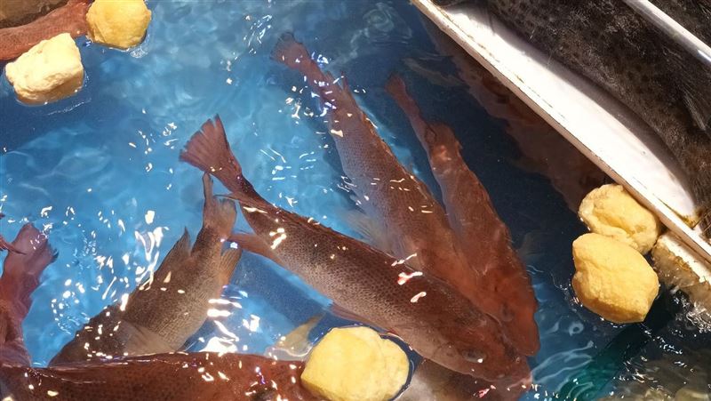 市場魚缸為何放豆腐？專家曝「有這功能」