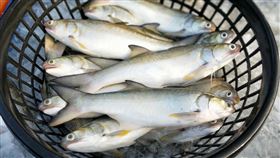 傳中國禁午仔魚  養殖業者憂價格崩跌傳出中國因註冊登記問題暫停台灣水產輸入，其中就包含午仔魚（圖）；屏東養殖業者表示，午仔魚在台灣有一定內銷市場，若外銷遭禁，量多需求少的狀況下，勢必面臨價格崩跌，這也是最不樂見的結果。（民眾提供）中央社記者李卉婷傳真  111年12月8日