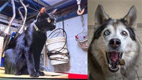 機車店,店貓,哈士奇,竊盜