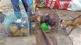 彰化民宅火警消防隊救出15隻動物。（圖／翻攝畫面）