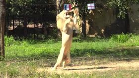 （圖／翻攝自推特）