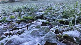 台中福壽山農場出現0度低溫  地面草皮結霜台中市和平區福壽山農場9日清晨一度出現攝氏0度低溫，福壽山露營區地面的草皮、樹葉都結上一層薄薄白霜。（福壽山農場提供）中央社記者趙麗妍傳真  111年12月9日