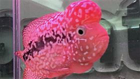 屏東舉辦首屆觀賞魚國際交流賽（1）屏東縣政府結合觀賞魚團體，10日至12日將舉辦第一屆觀賞魚推廣國際交流比賽，包含台灣及5個國家的數百種觀賞魚都將參賽。圖為羅漢魚。中央社記者郭芷瑄攝　107年8月3日