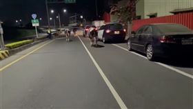 台南,牛群,路霸,逼車,牧場,破門,閒逛,趕牛,牛舍